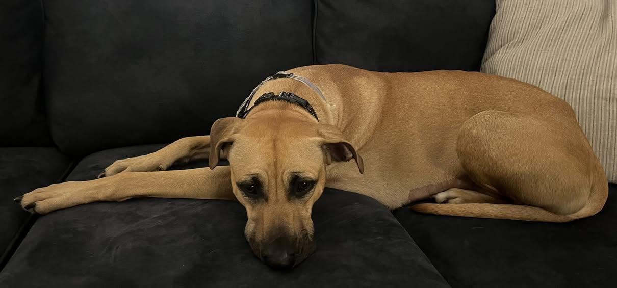 Enlarge Love Bug, a ADOPTABLE Black Mouth Cur in New Smyrna Beach, FL image 2/3