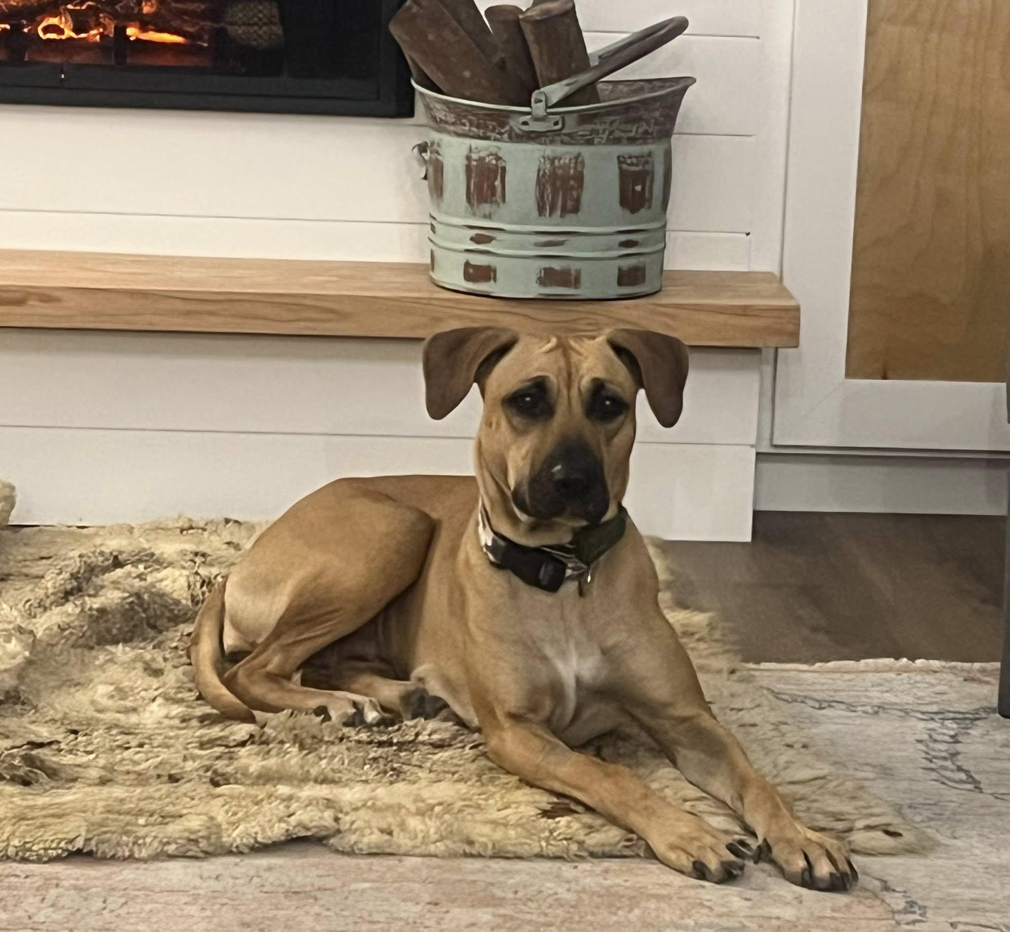 Enlarge Love Bug, a ADOPTABLE Black Mouth Cur in New Smyrna Beach, FL image 3/3