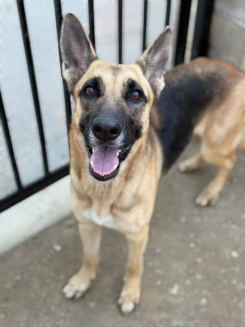 MOLLY, Adoptable, Adult Female German Shepherd Dog.