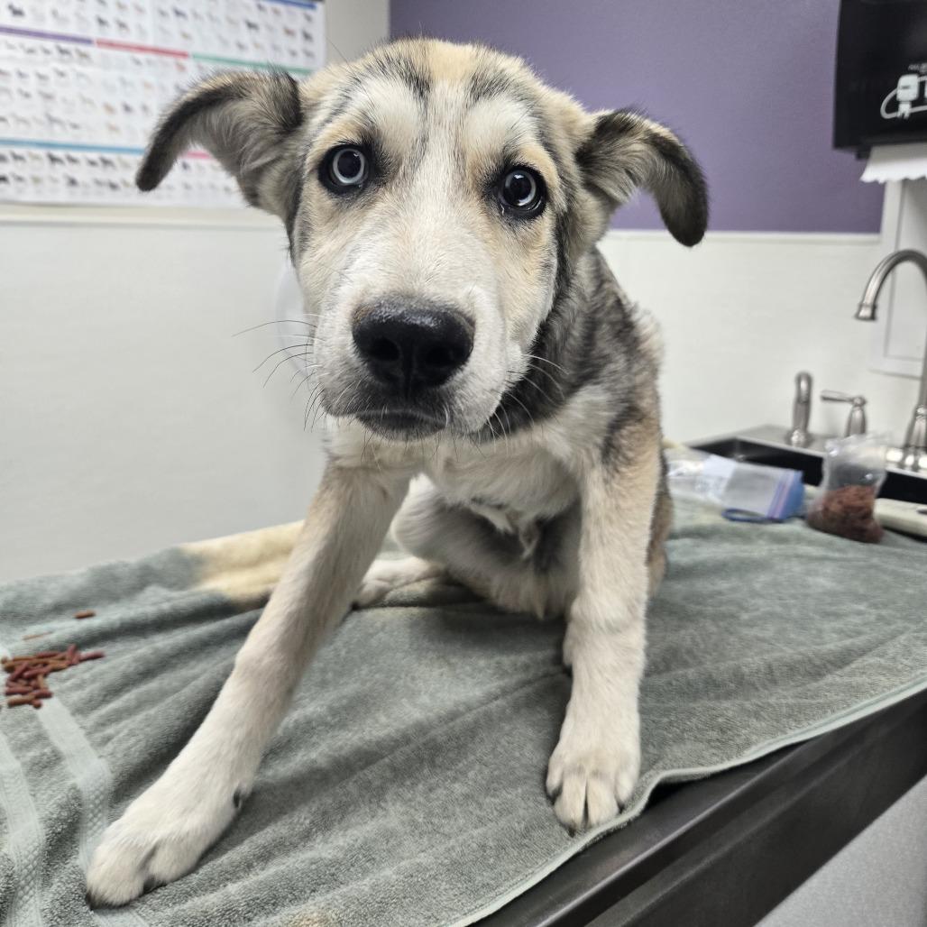 Major, Adoptable, Young Male Husky & Mixed Breed.