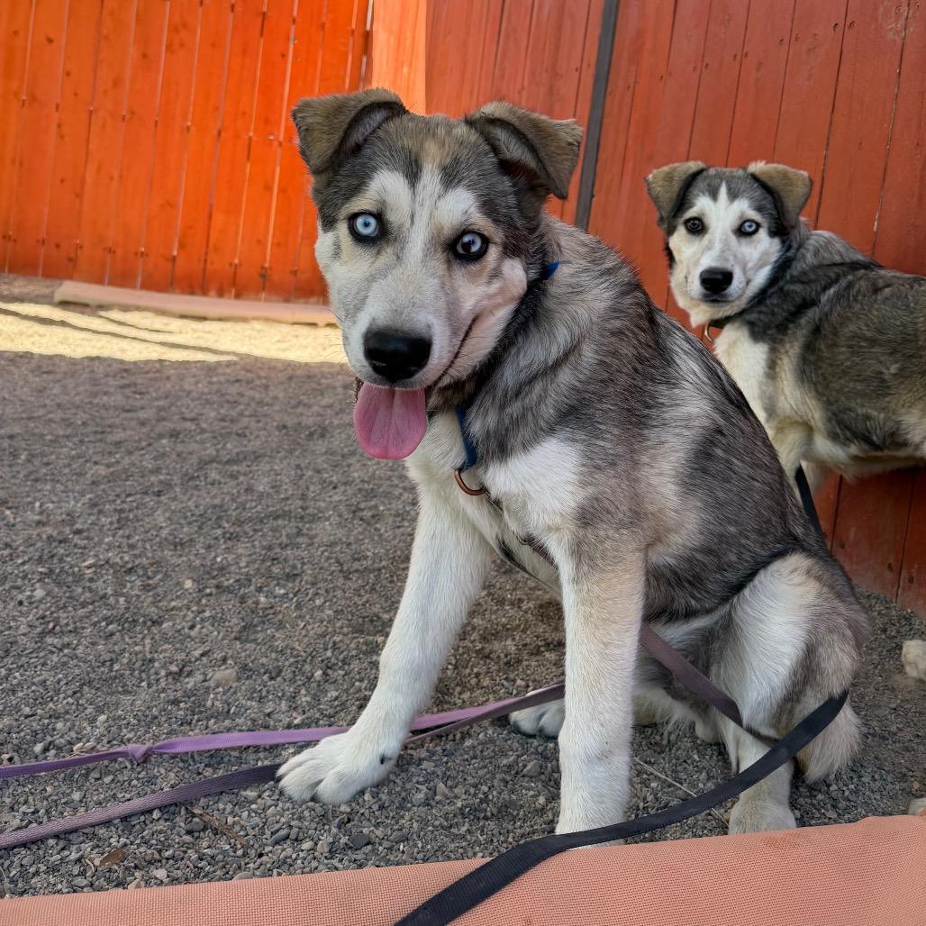 Enlarge Major, a Adoptable mixed breed in Albuquerque, NM image 2/2