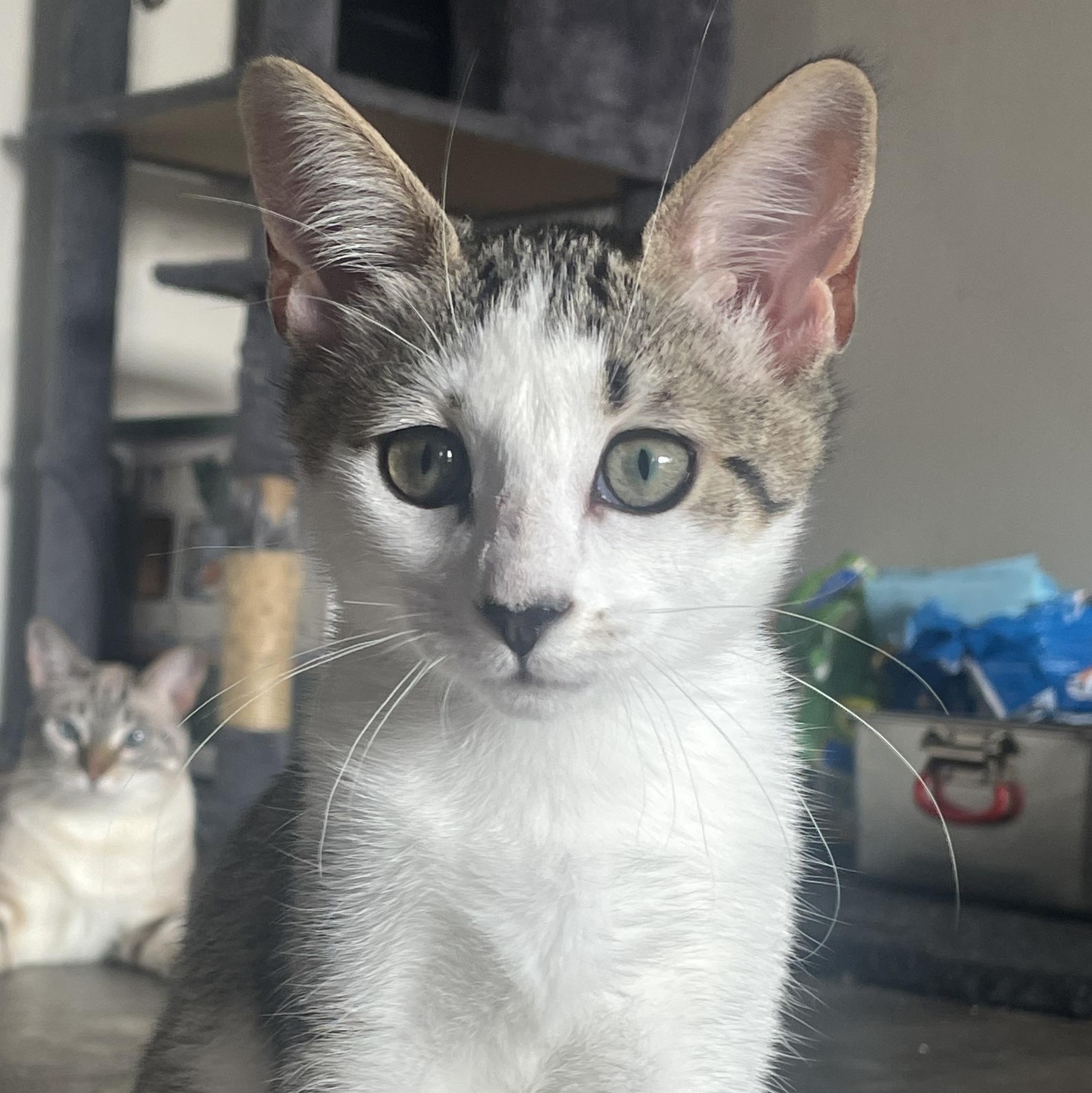 Mochi