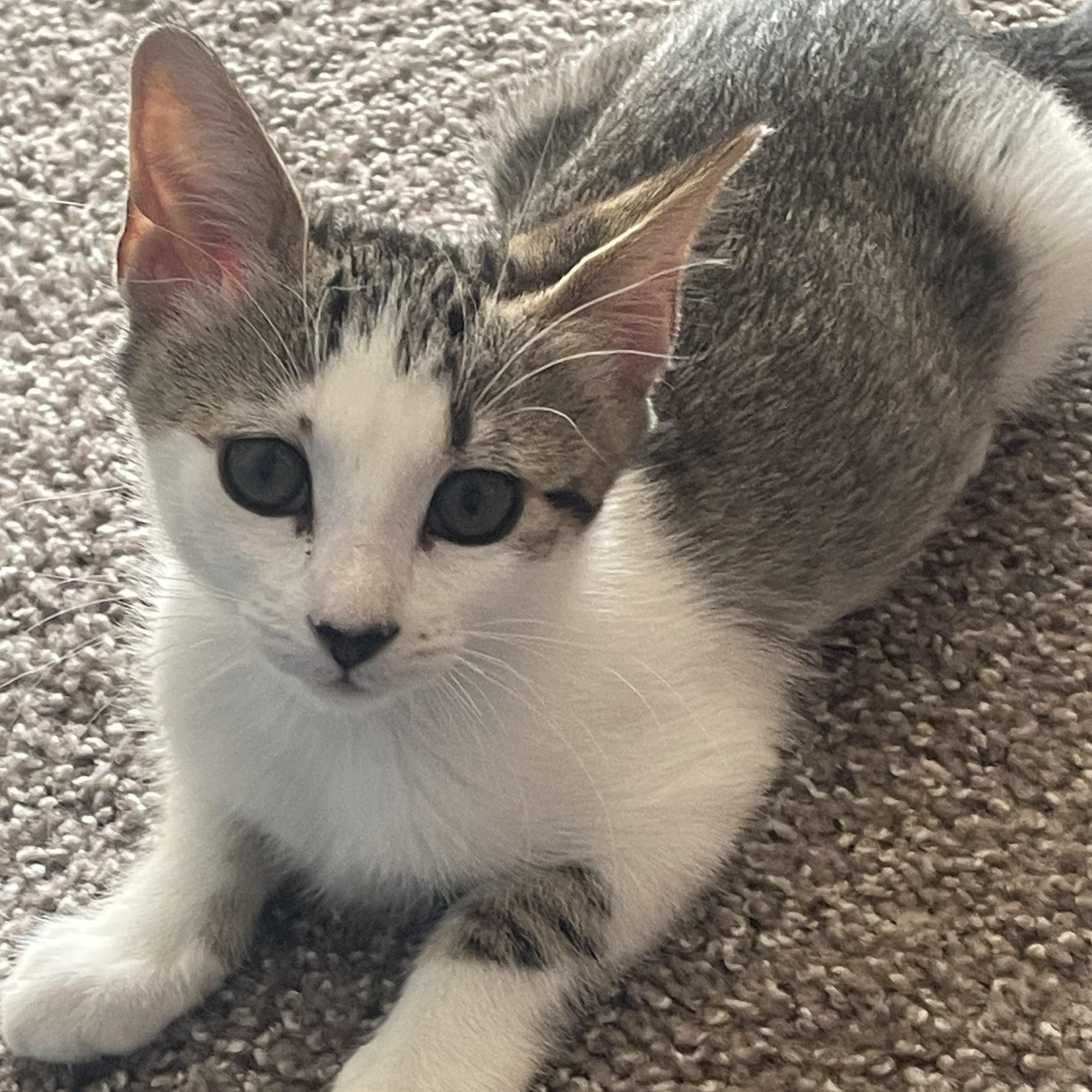 Enlarge Mochi, a Adoptable Domestic Short Hair in Santa Ana, CA image 3/5