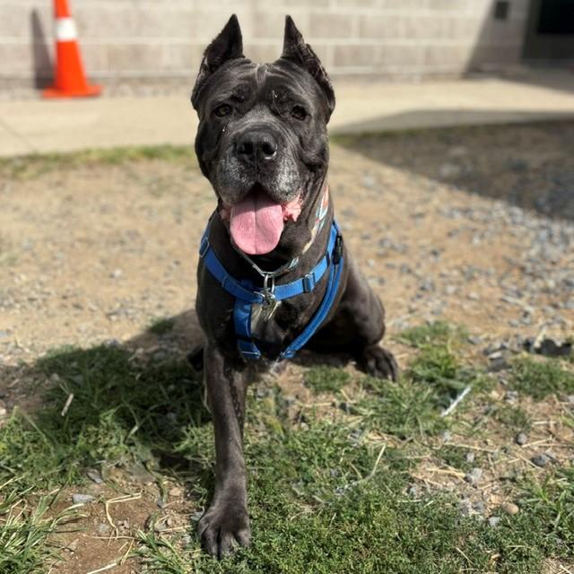 Enlarge CALI, a Adoptable Cane Corso in Boston, MA image 1/1