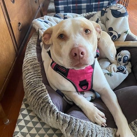Nyla