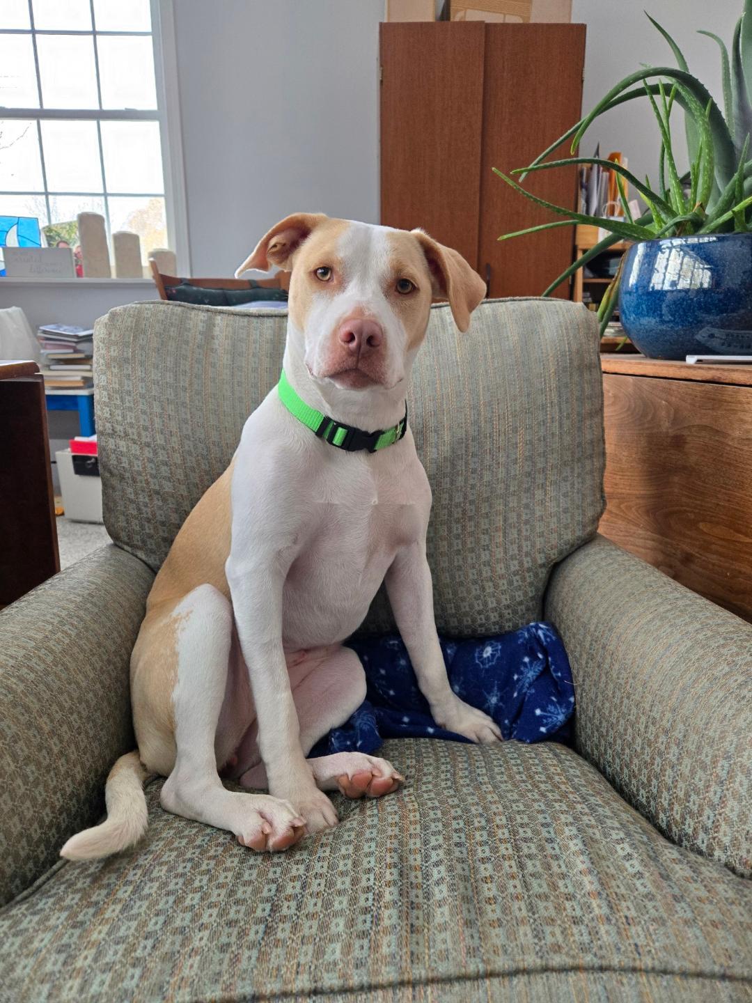 Nyla