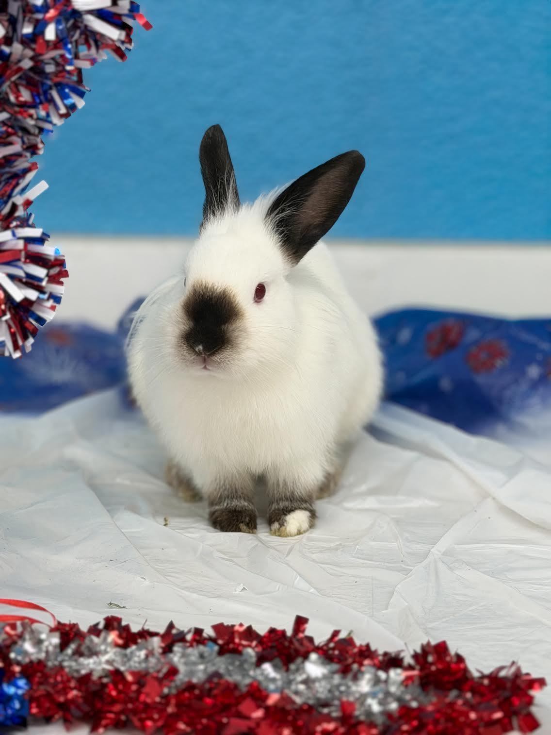 Pandora, ADOPTABLE, Baby Female Dwarf & Lionhead.