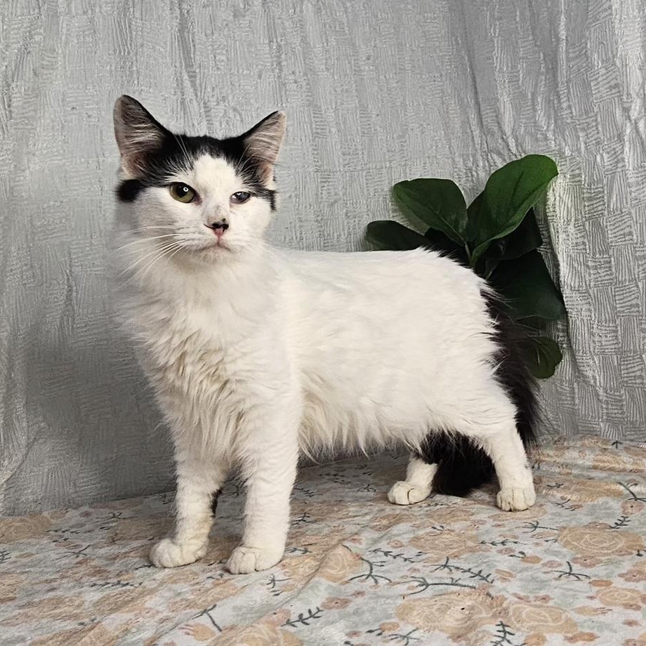 Domino — thumbnail 2