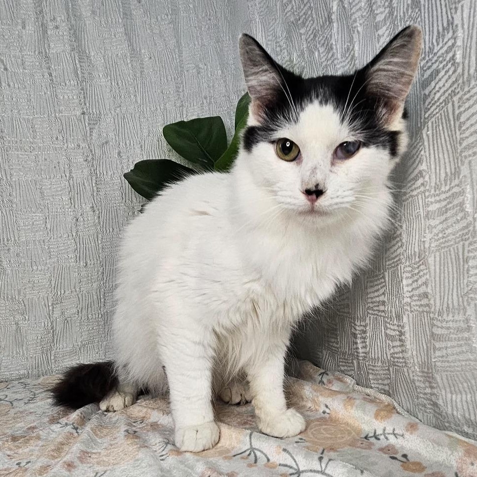 Domino — thumbnail 4