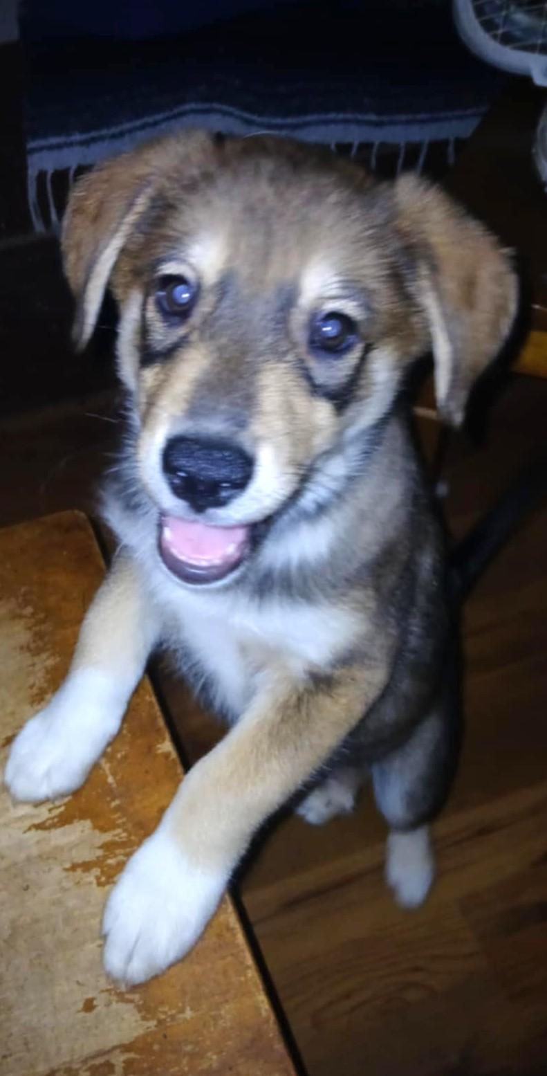 Jax, a Adopted mixed breed in Gainesboro, TN image 1/2