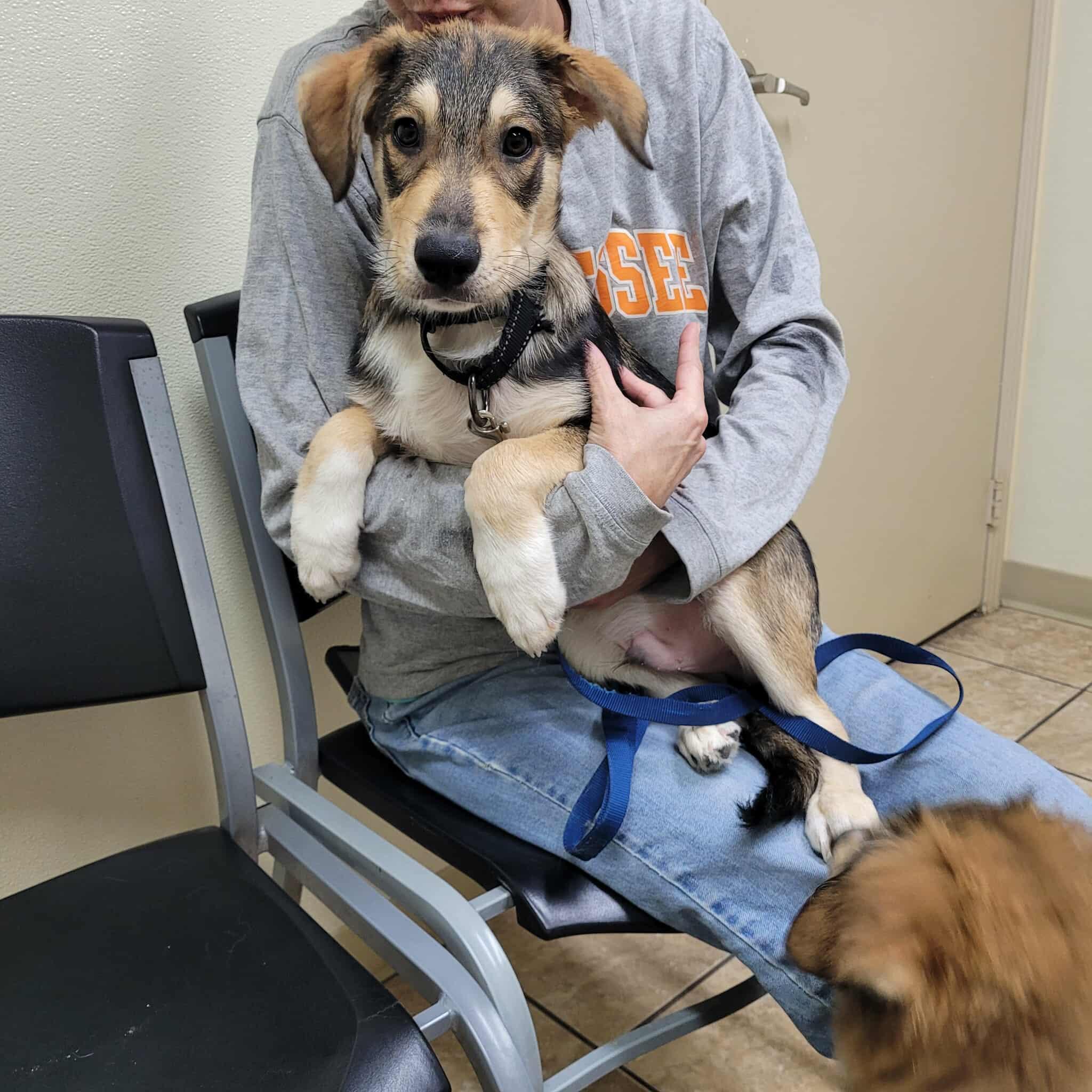 Jax, Adopted, Young Male Border Collie & Border Terrier.
