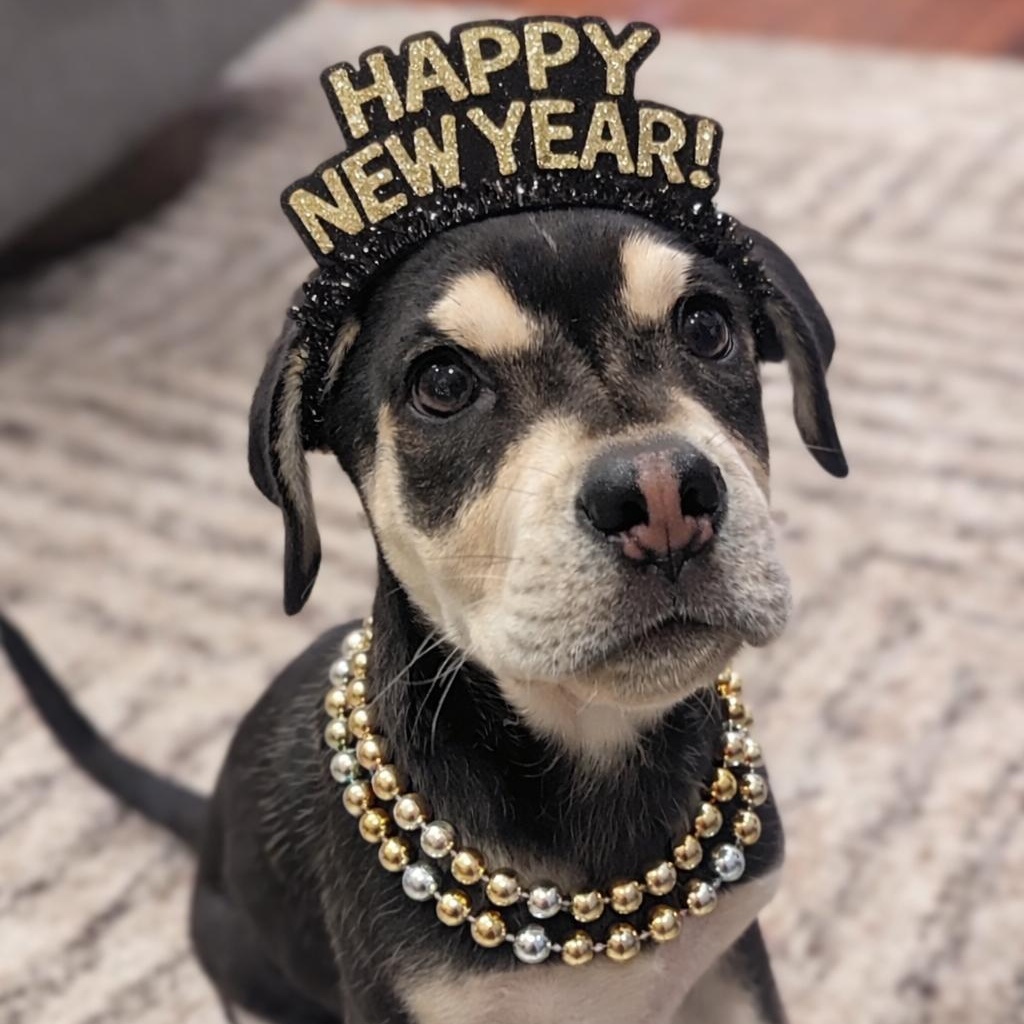 Sage~ Rottie mix love bug , a ADOPTABLE mixed breed in Irvine, CA image 2/6