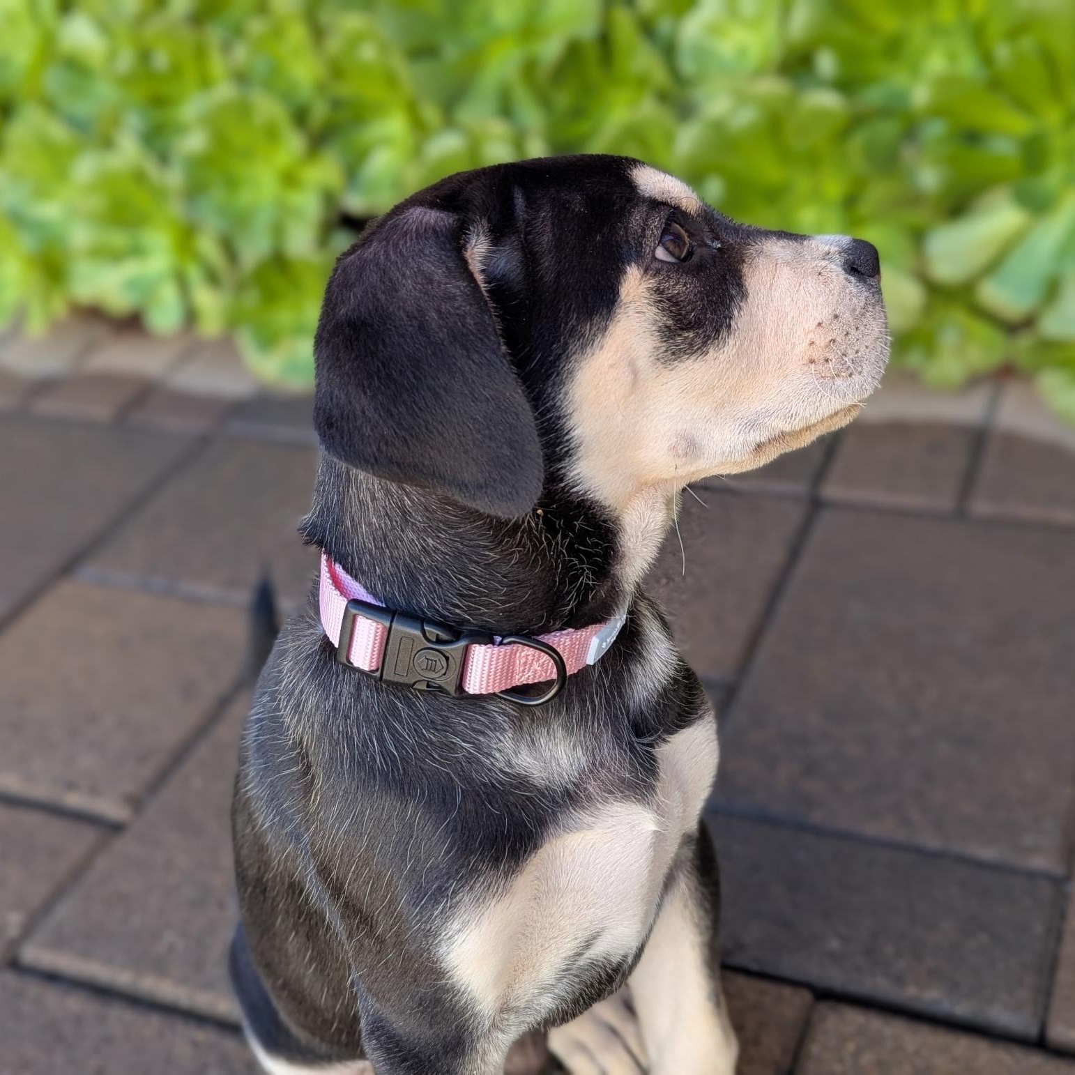 Sage~ Rottie mix love bug , a ADOPTABLE mixed breed in Irvine, CA image 4/6