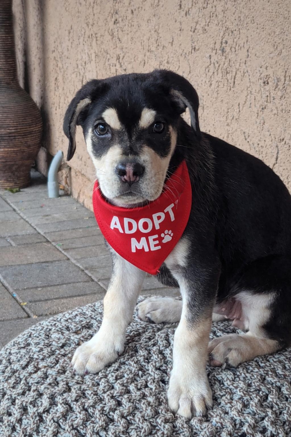 Sage~ Rottie mix love bug , a ADOPTABLE mixed breed in Irvine, CA image 5/6