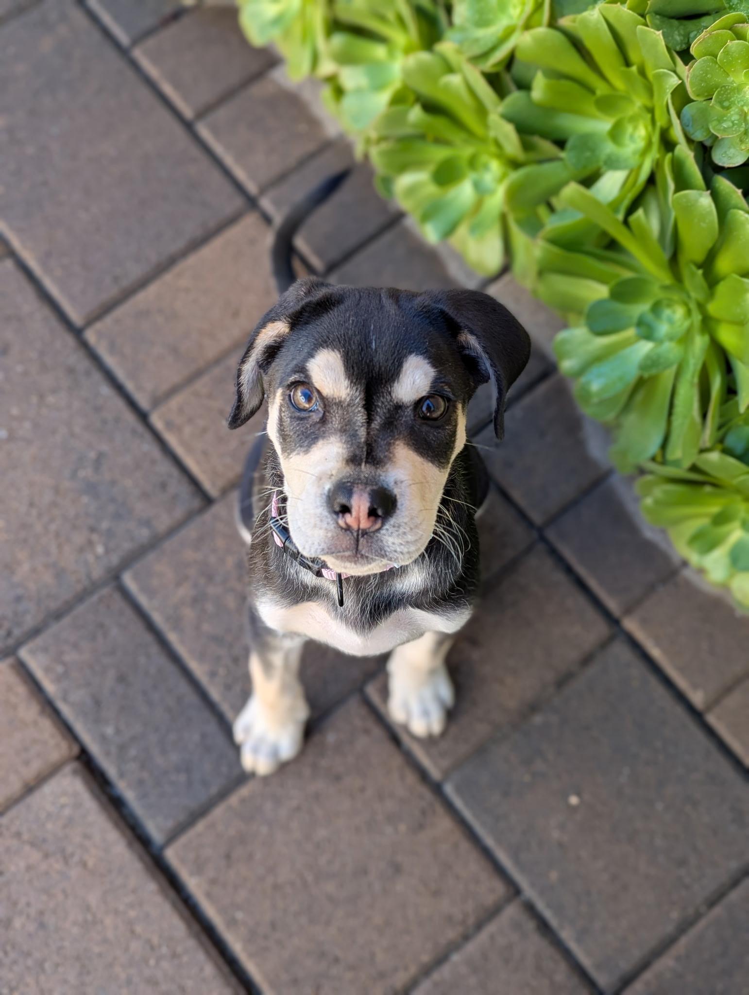 Sage~ Rottie mix love bug , a ADOPTABLE mixed breed in Irvine, CA image 6/6