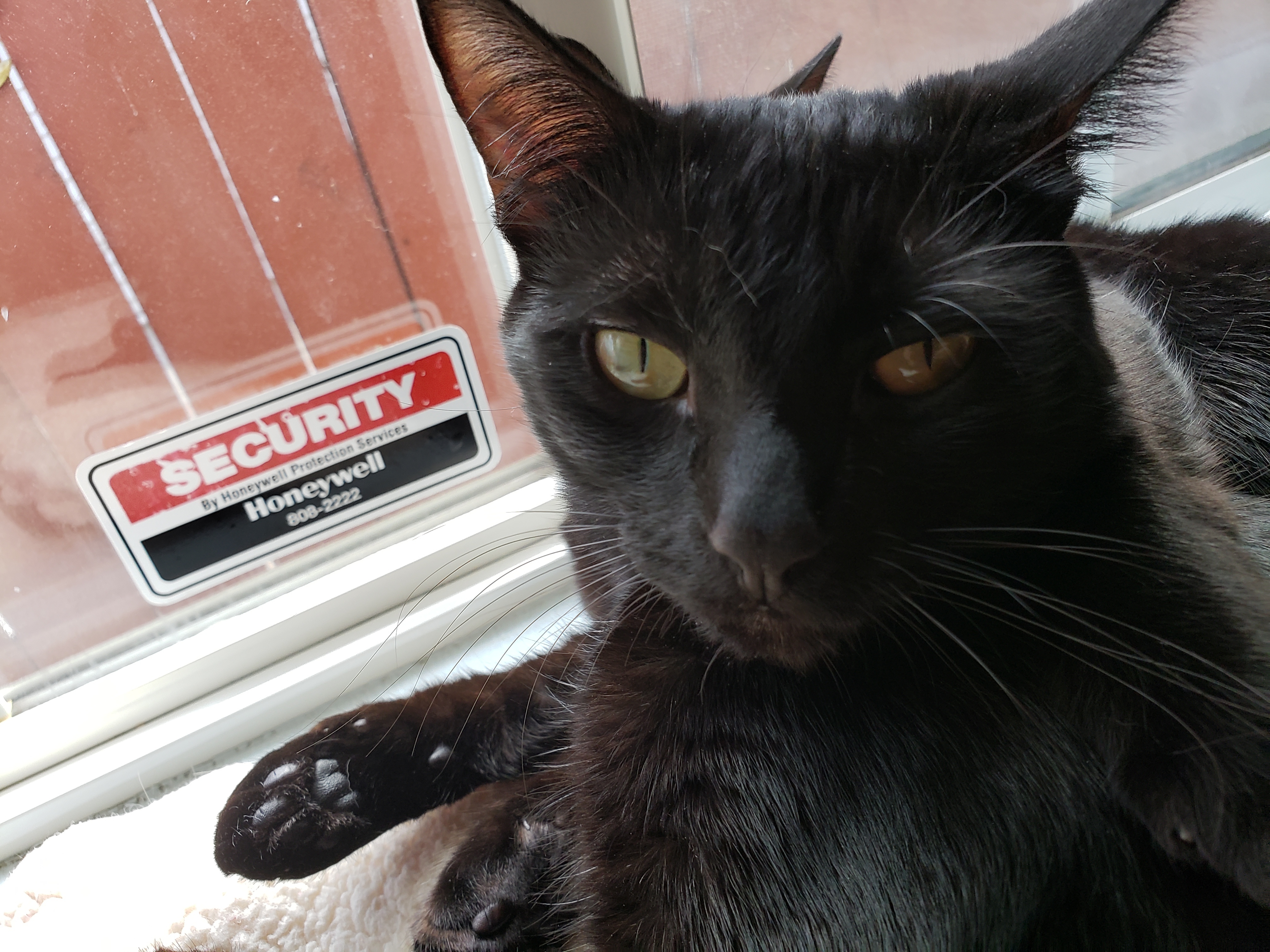 YOLO & XENA, Adoptable, Adult Male Domestic Medium Hair & Tuxedo.