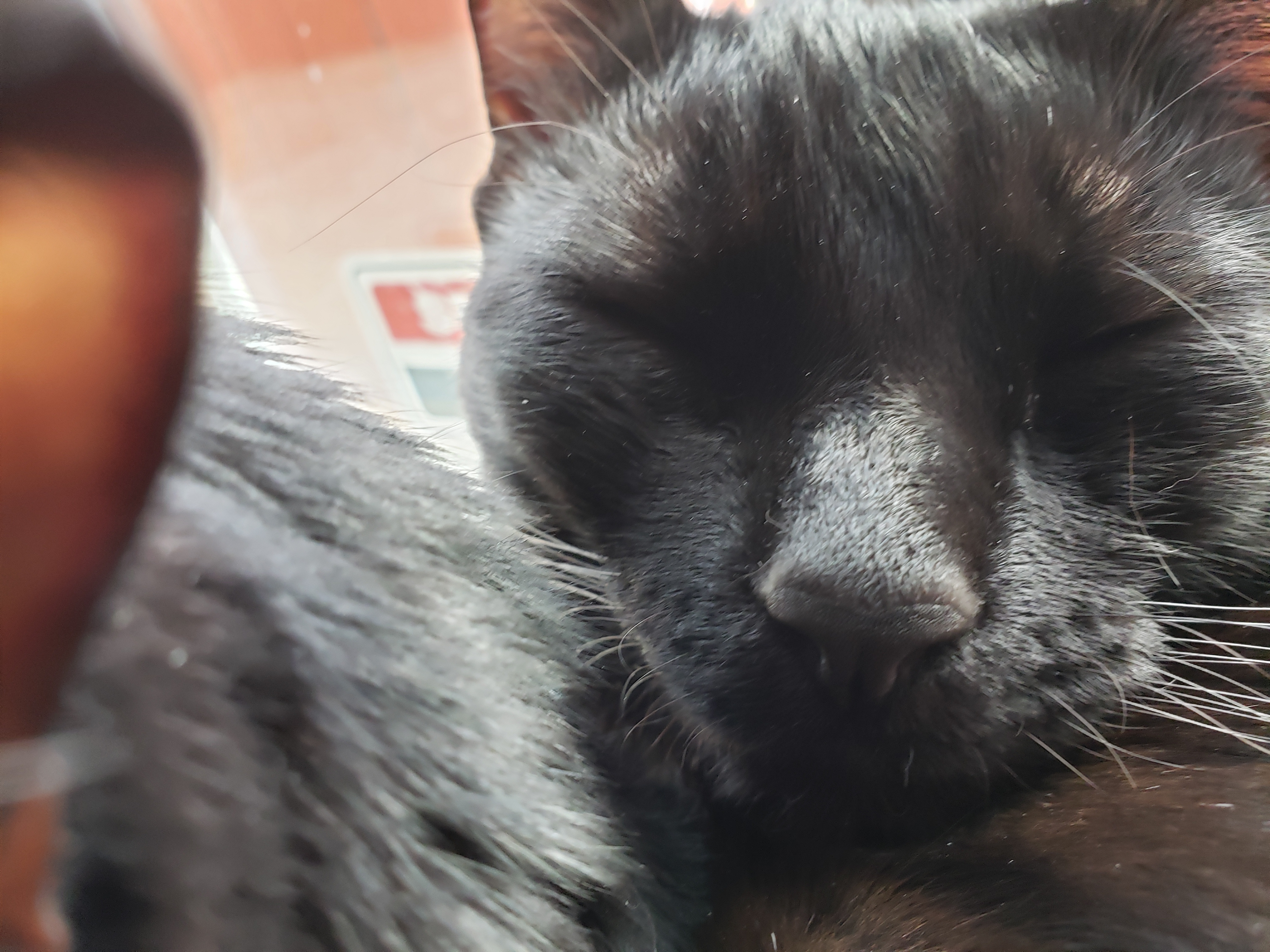 Enlarge YOLO & XENA, a Adoptable mixed breed in Los Angeles, CA image 2/7