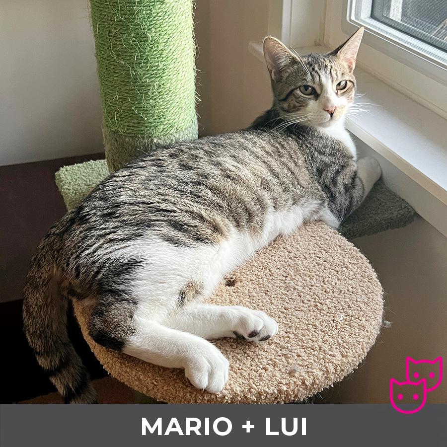 Enlarge Mario (bonded with Lui), a Adoptable Domestic Short Hair in Etobicoke, ON image 3/6