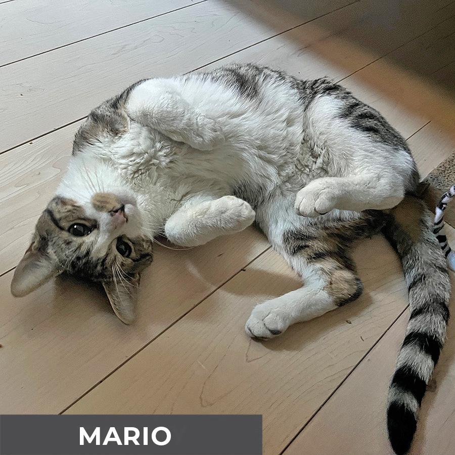 Enlarge Mario, a Adoptable Domestic Short Hair in Etobicoke, ON image 4/4