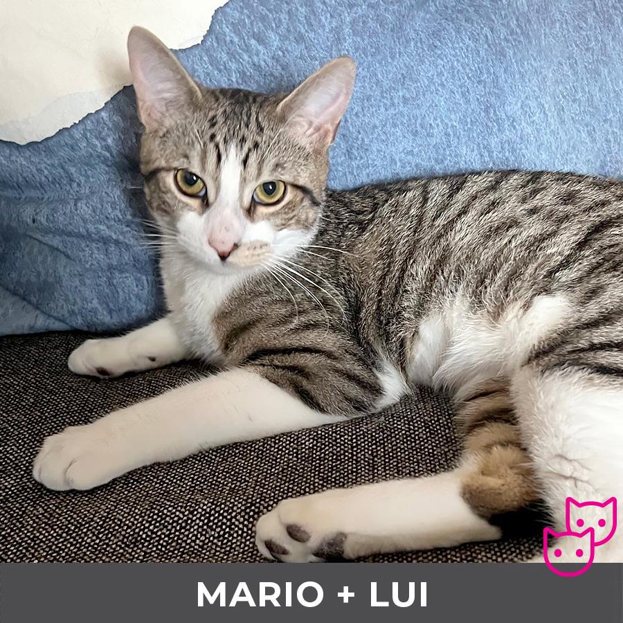 Enlarge Mario (bonded with Lui), a Adoptable Domestic Short Hair in Etobicoke, ON image 2/6