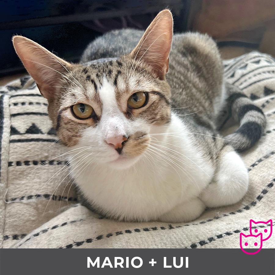 Mario (bonded with Lui), Adoptable, Young Male Domestic Short Hair.