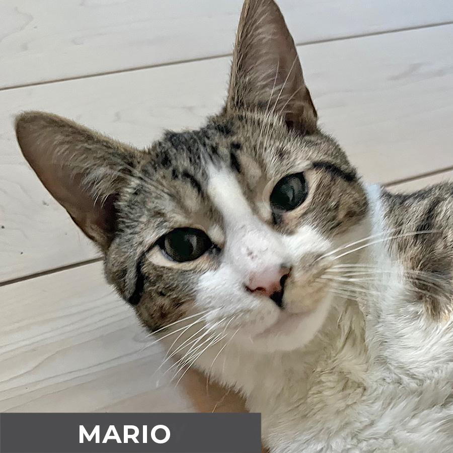 Enlarge Mario, a Adoptable Domestic Short Hair in Etobicoke, ON image 3/4
