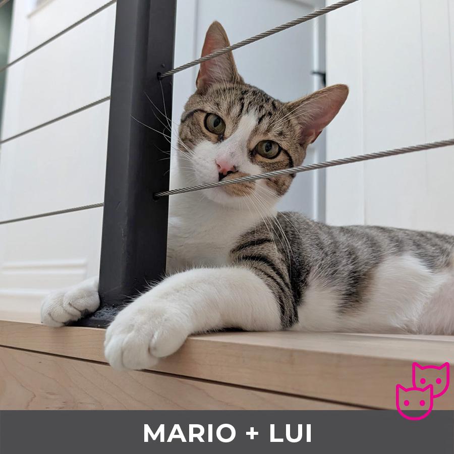 Mario (bonded with Lui), Adoptable, Young Male Domestic Short Hair.