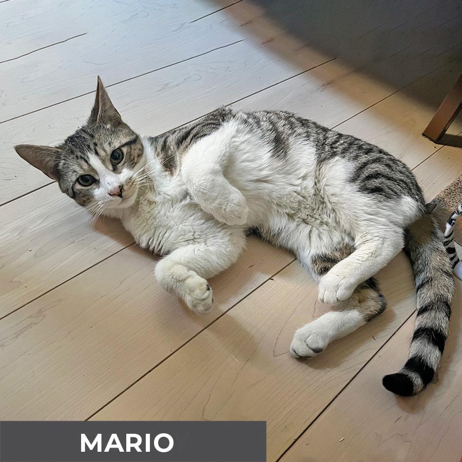 Enlarge Mario, a Adoptable Domestic Short Hair in Etobicoke, ON image 2/4
