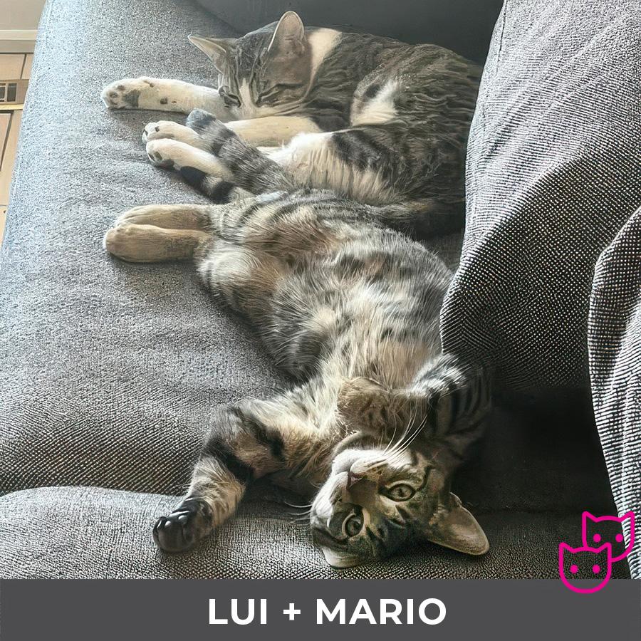 Enlarge Mario (bonded with Lui), a Adoptable Domestic Short Hair in Etobicoke, ON image 6/6