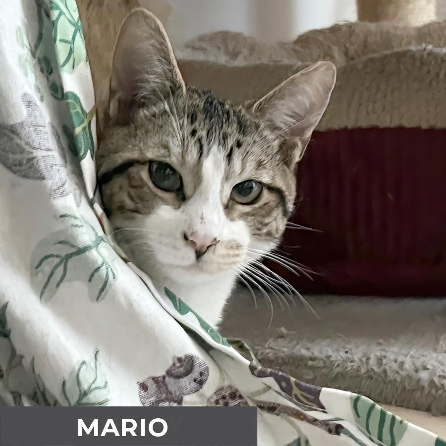 Enlarge Mario, a Adoptable Domestic Short Hair in Etobicoke, ON image 1/4