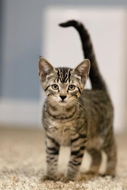 COTTON CANDY, Adoptable, Kitten Female Domestic Short Hair.