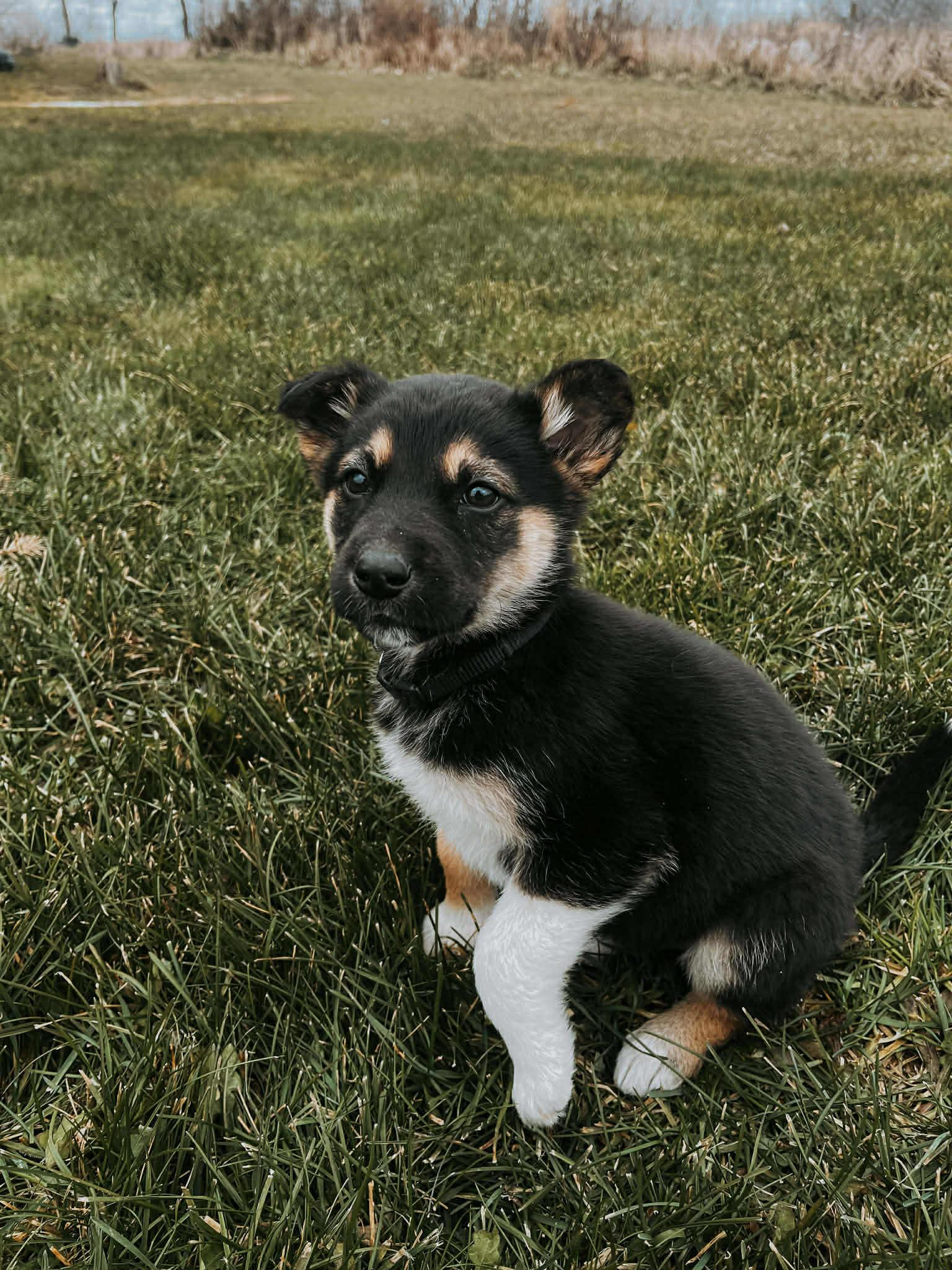 Violet, a Adopted mixed breed in Steinbach, MB image 1/3