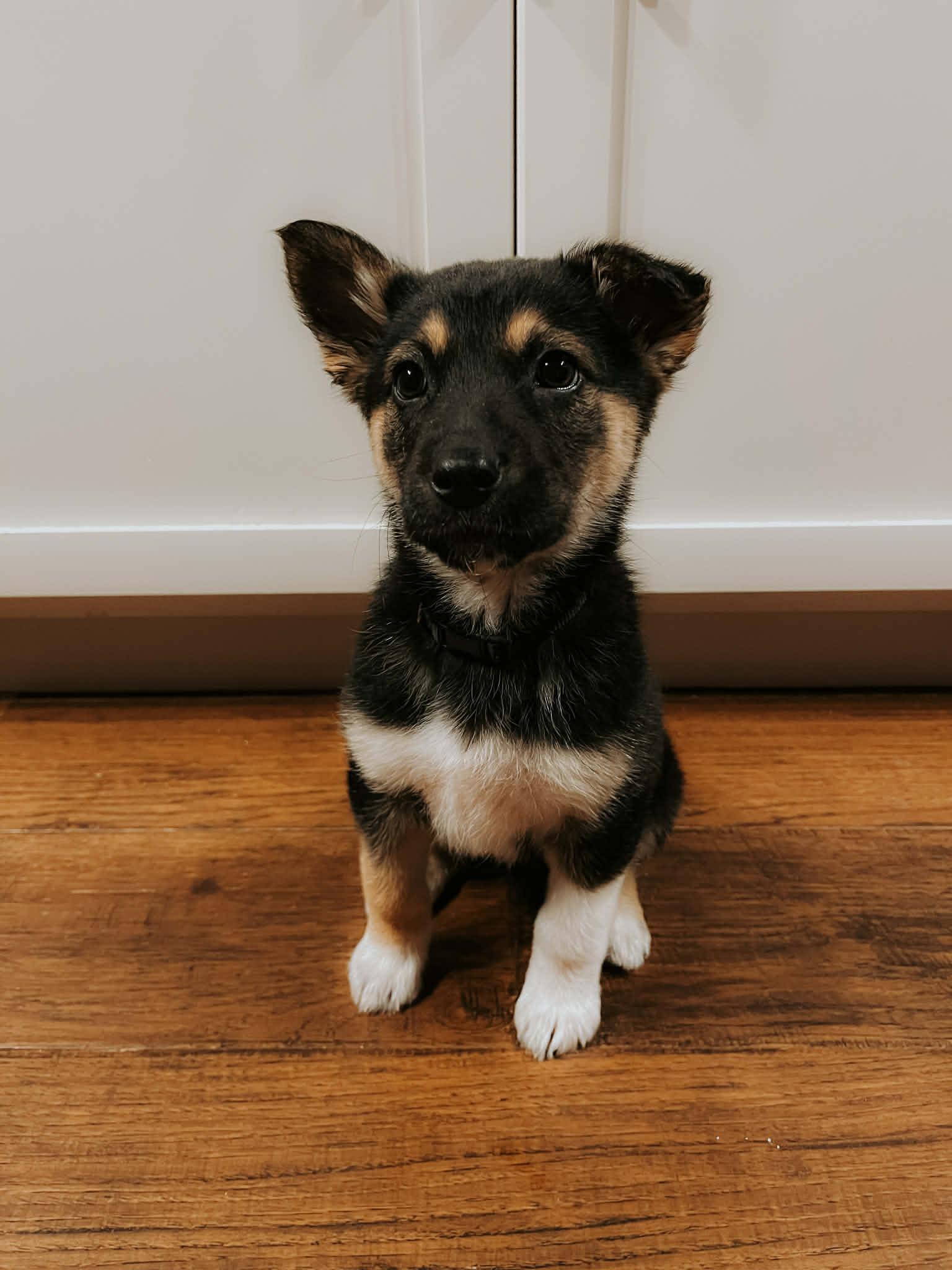 Violet, a Adopted mixed breed in Steinbach, MB image 2/3