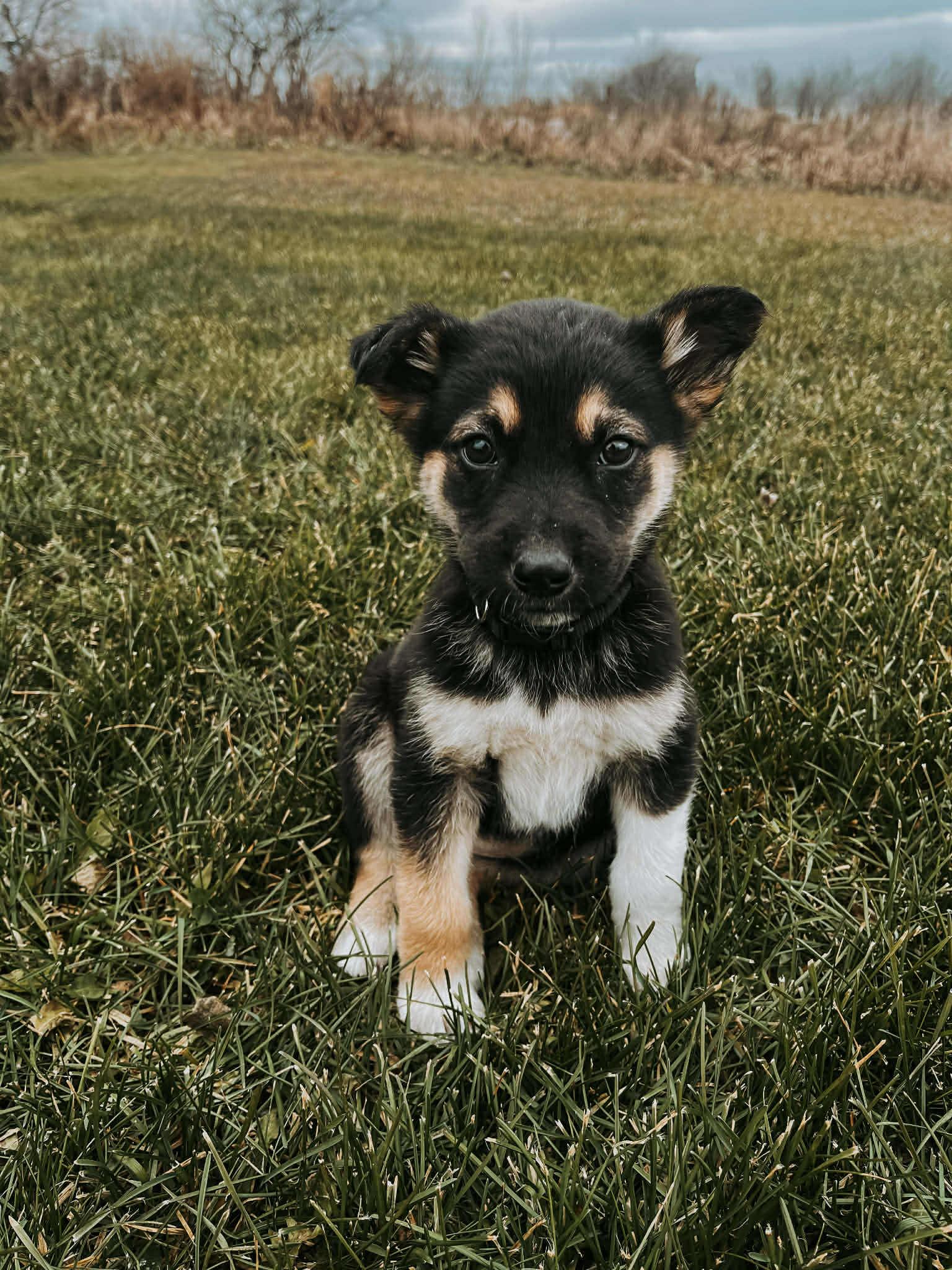 Violet, a Adopted mixed breed in Steinbach, MB image 3/3