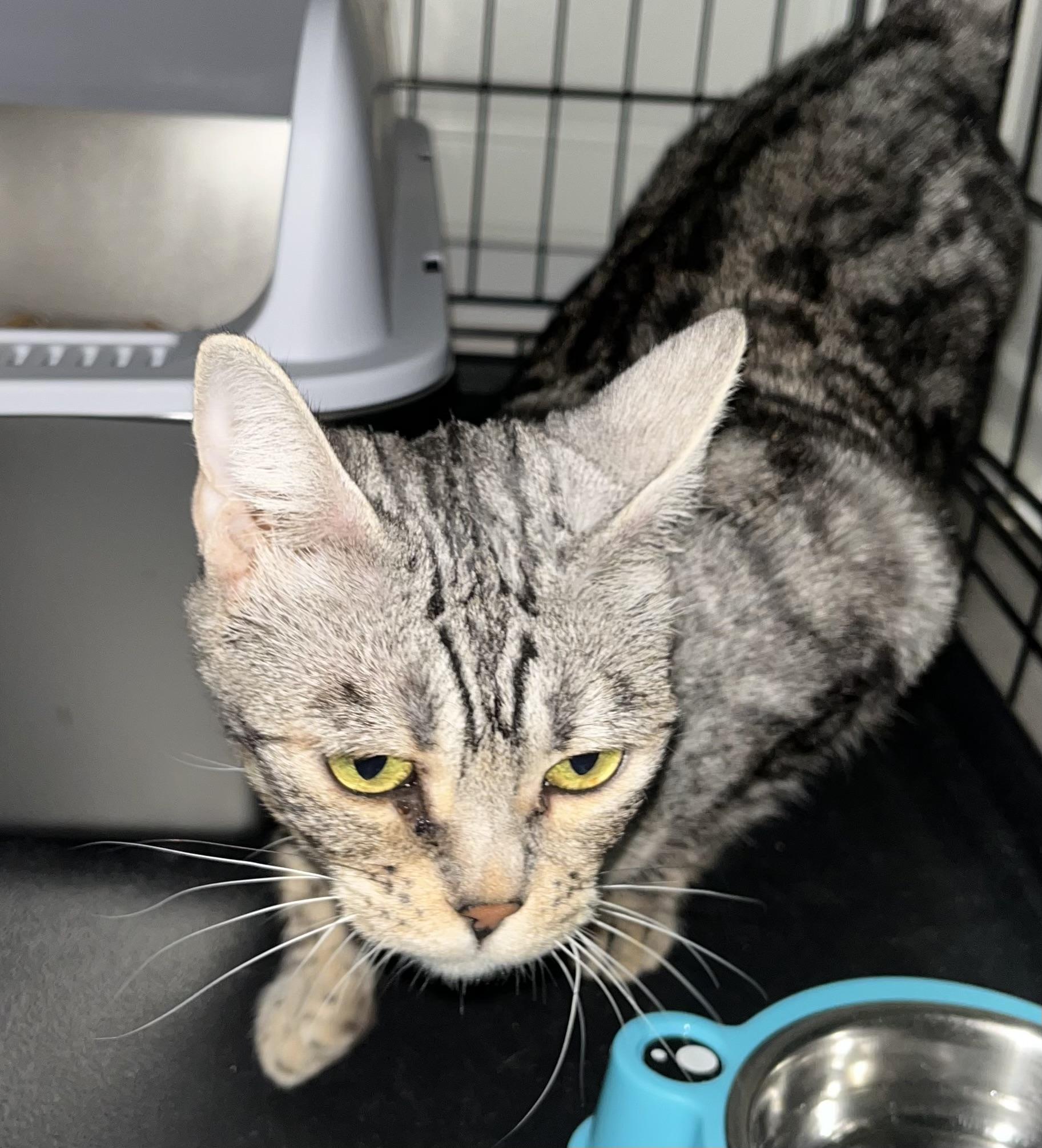 Soka, an adopted Bengal in Santa Ana, CA image 5/6