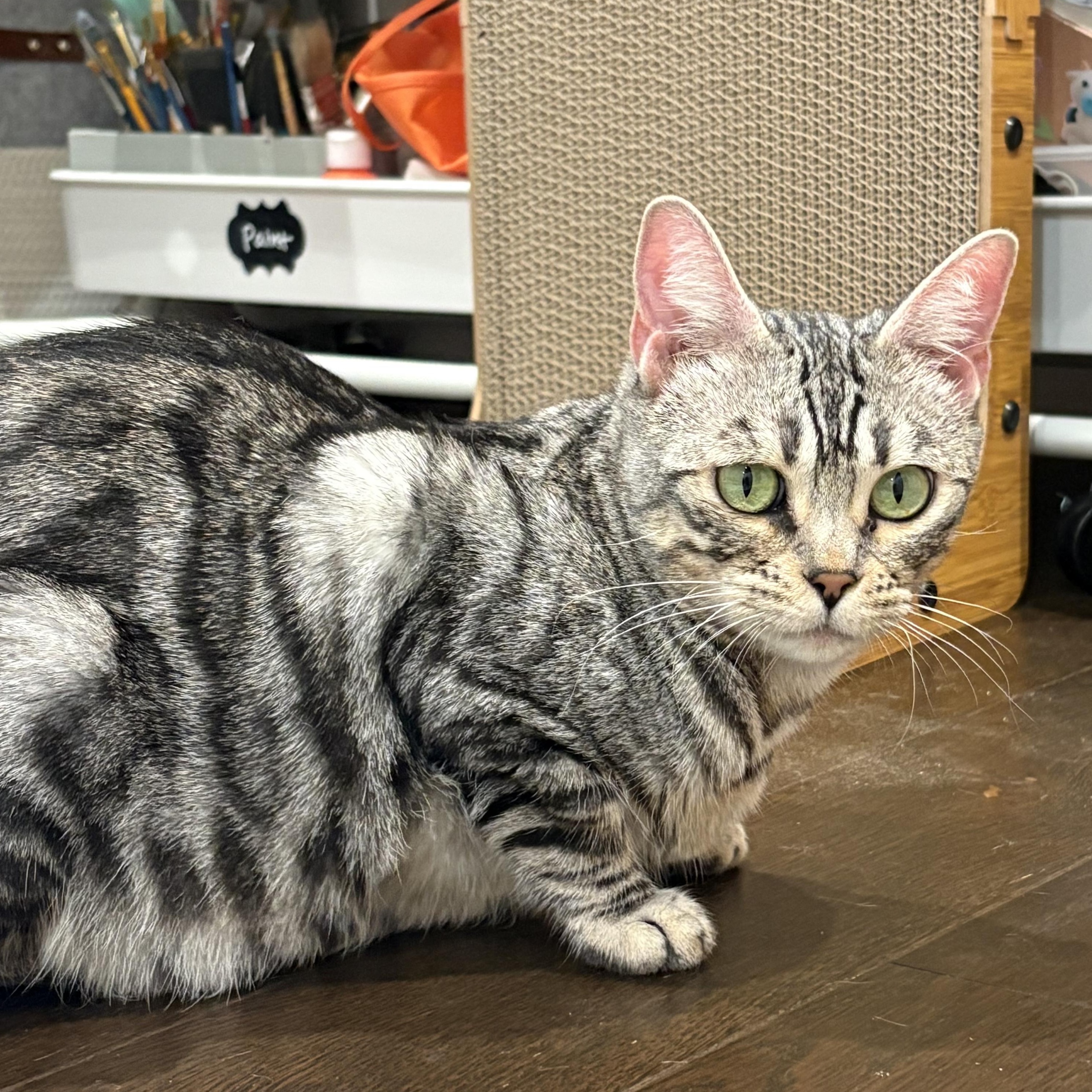 Soka, an adopted Bengal in Santa Ana, CA image 1/6