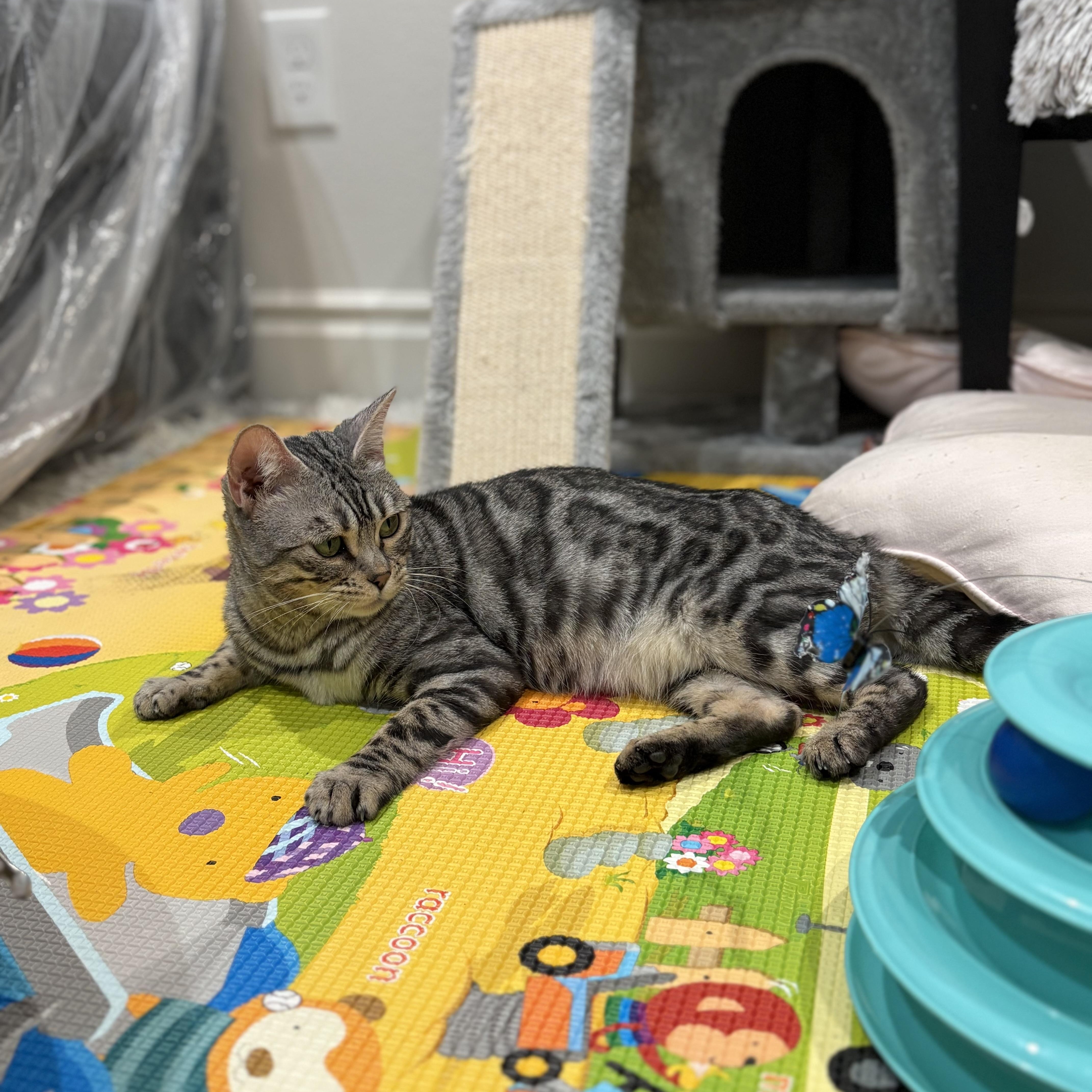 Soka, an adopted Bengal in Santa Ana, CA image 2/6