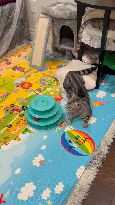 Enlarge Soka, an adopted Bengal in Santa Ana, CA video 4/6