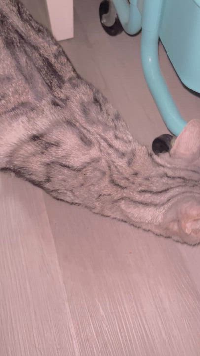 Enlarge Soka, an adopted Bengal in Santa Ana, CA video 6/6