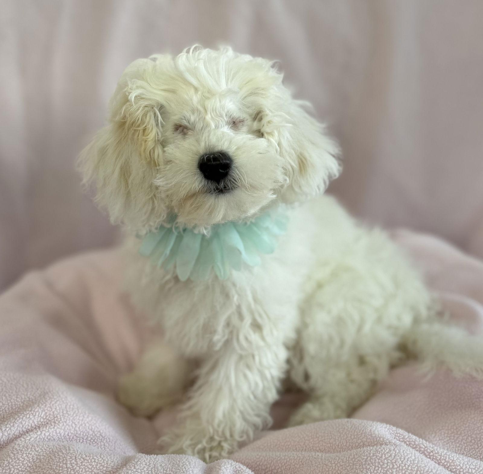 Cherub, Adoptable, Puppy Female Maltese & Poodle.
