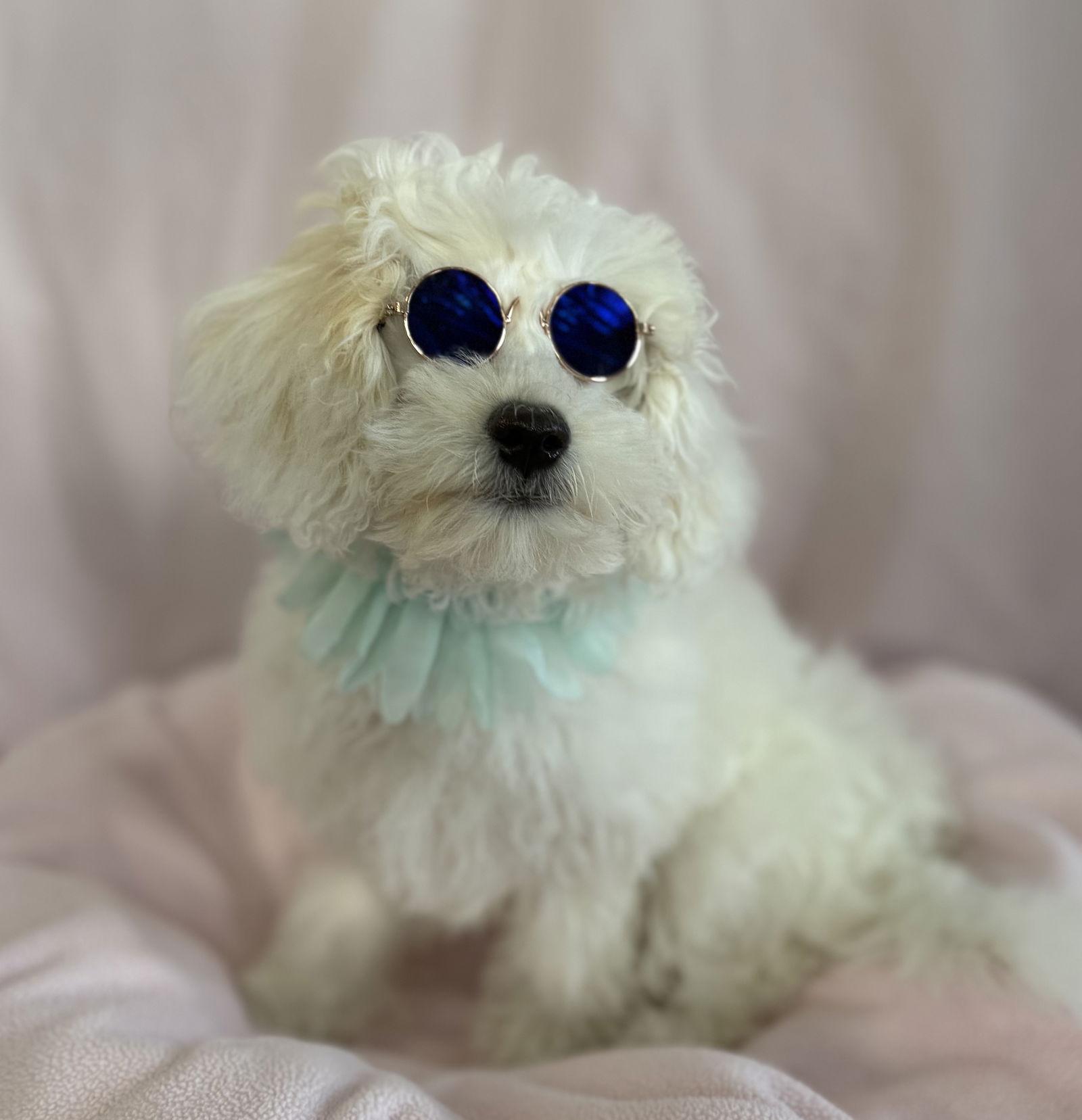 Enlarge Cherub, a Adoptable mixed breed in Palo Alto, CA image 2/3