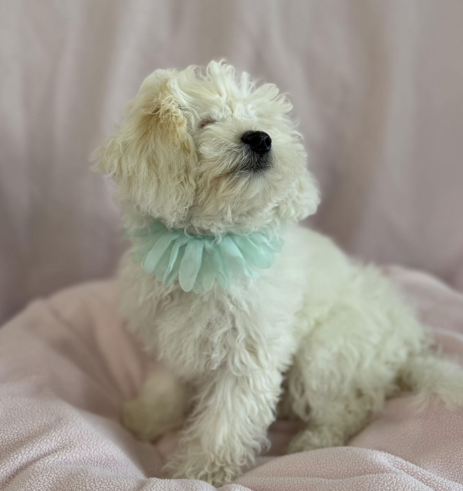 Enlarge Cherub, a Adoptable mixed breed in Palo Alto, CA image 3/3