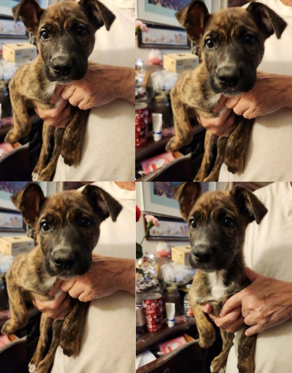 Enlarge Emmy, a Adoptable Dutch Shepherd in Woodland Hills, CA image 1/1