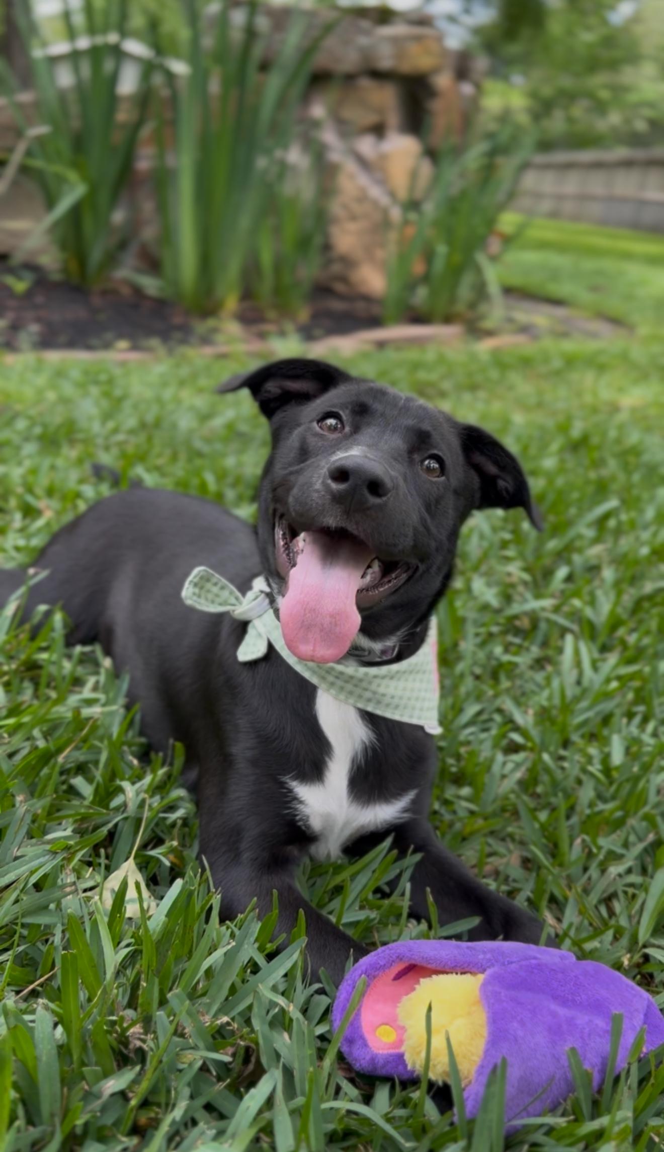 Enlarge Millie, an adopted mixed breed in Bellingham, WA image 3/6