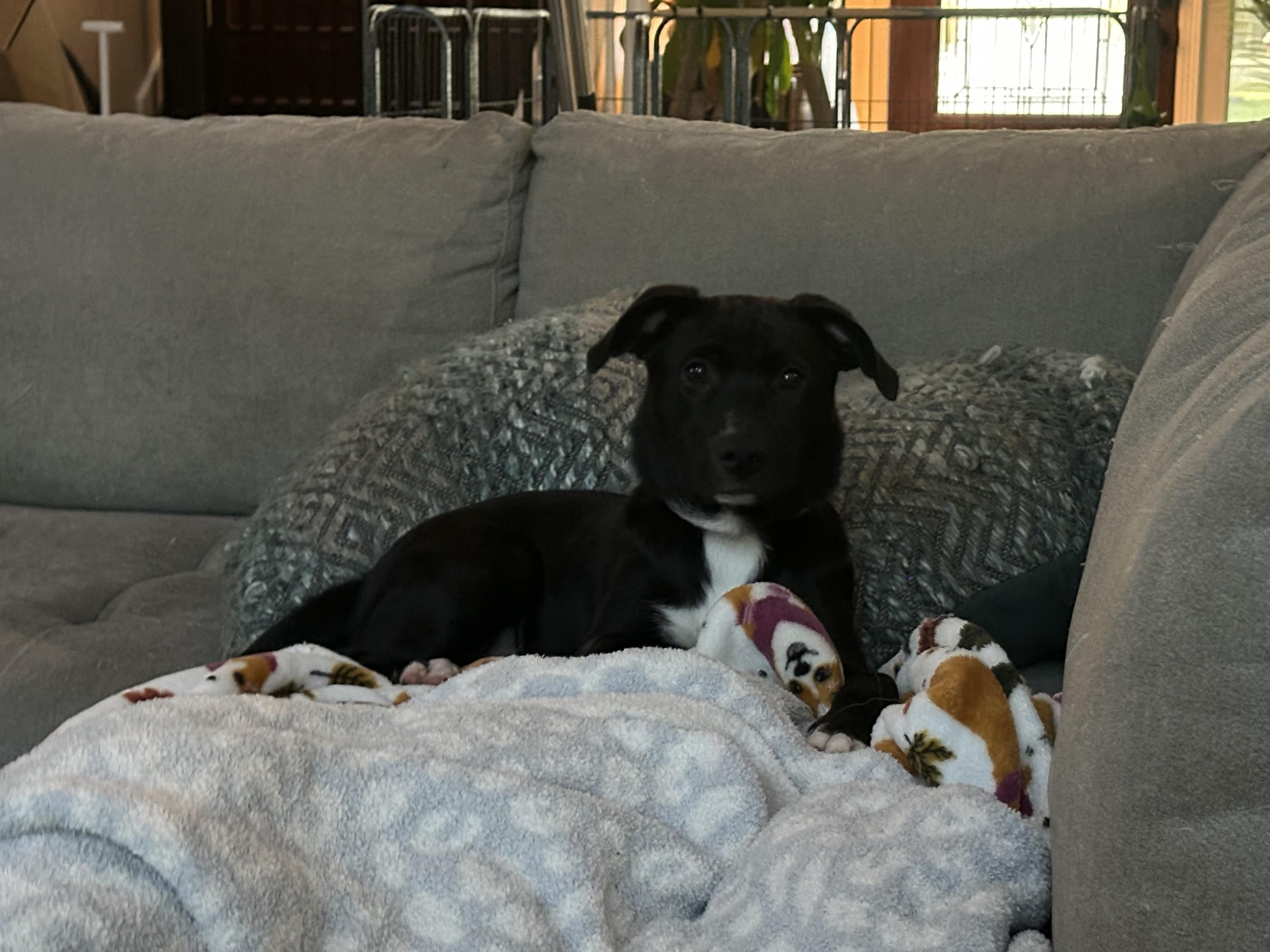 Enlarge Millie, an adopted mixed breed in Bellingham, WA image 6/6