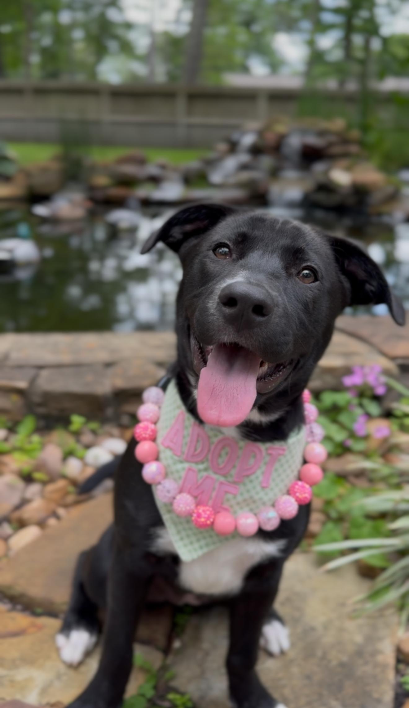 Enlarge Millie, an adopted mixed breed in Bellingham, WA image 2/6