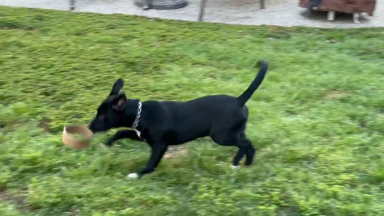 Enlarge Millie, an adopted mixed breed in Bellingham, WA video 5/6