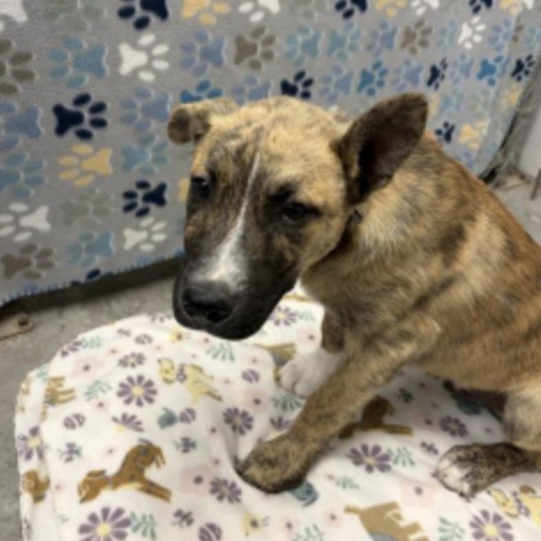 Enlarge Simba, a ADOPTABLE mixed breed in Cedarburg, WI image 1/1