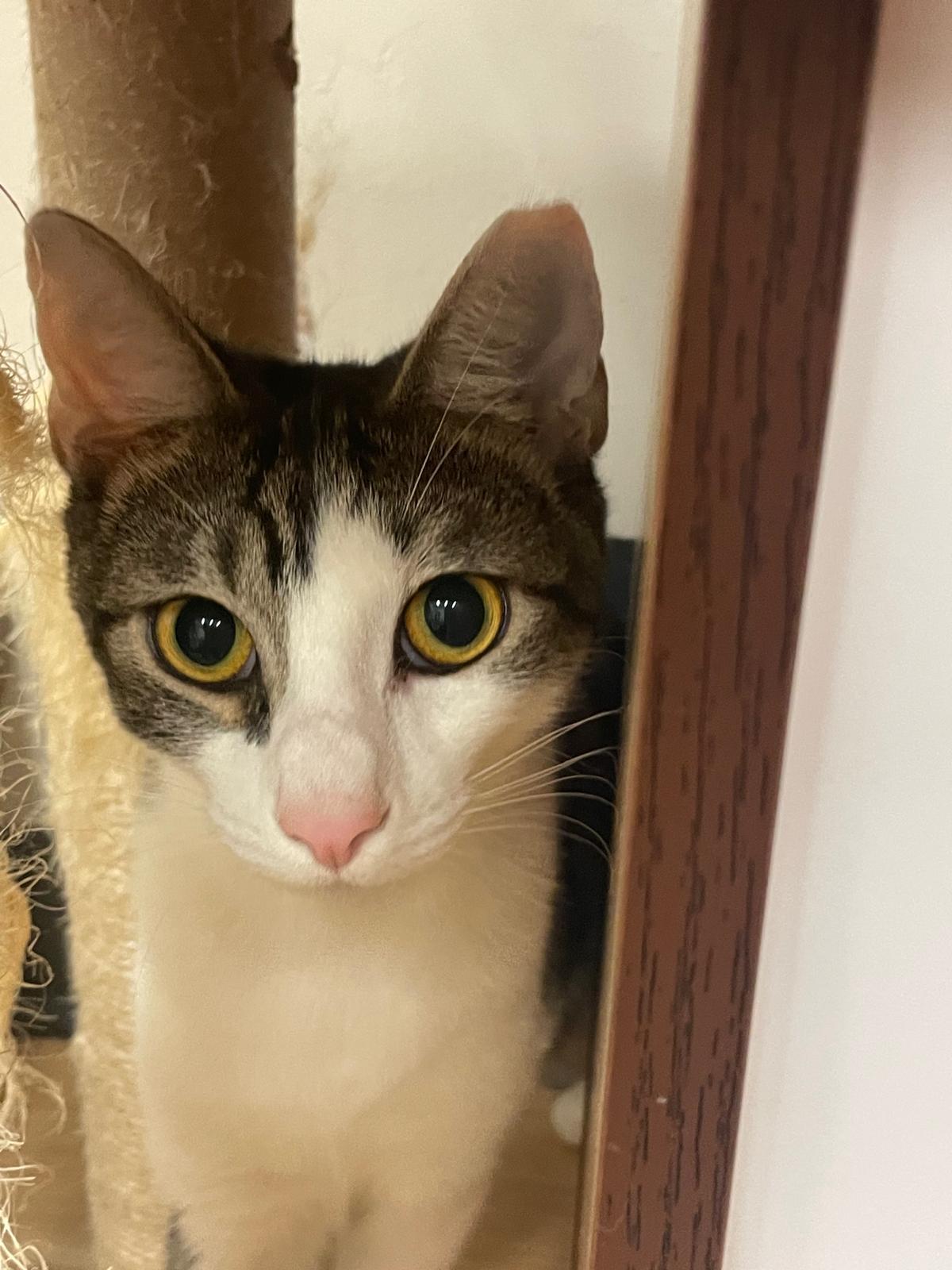 Tobie, Adoptable, Kitten Male Domestic Short Hair.