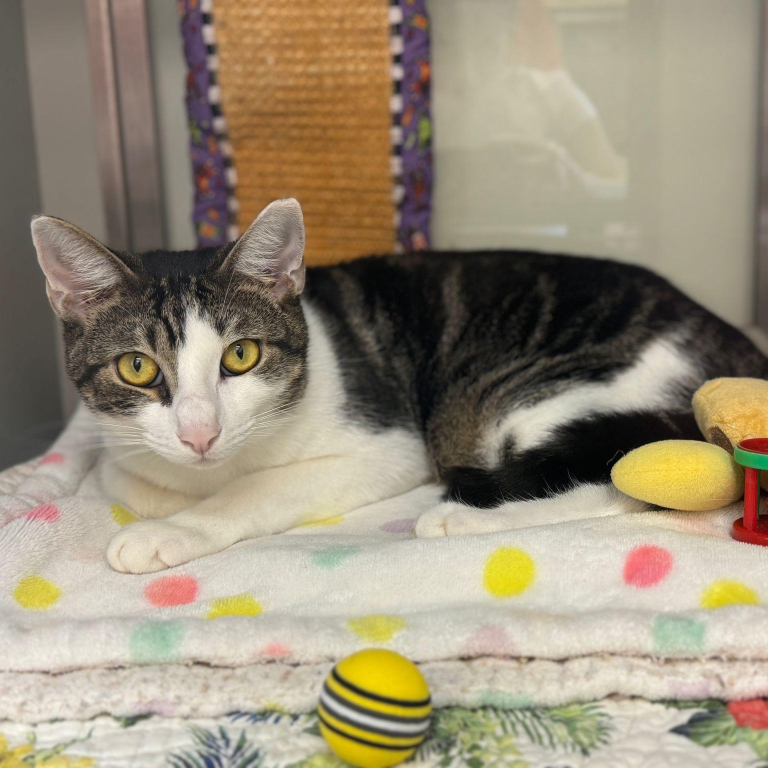 Tobie, a Adoptable Domestic Short Hair in Miami Beach, FL image 2/6